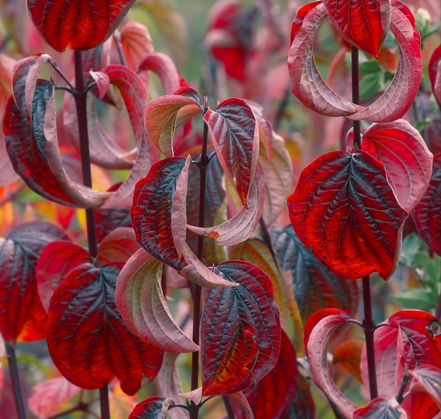 color-nature-leaf-flora-bright 图片素材