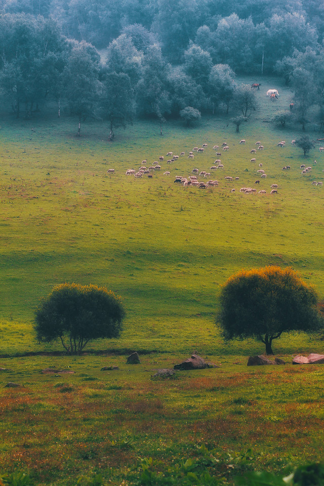 no-person-landscape-outdoors-grassland-grass picture material