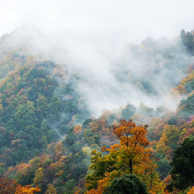 fall-fog-no-person-nature-tree 图片素材