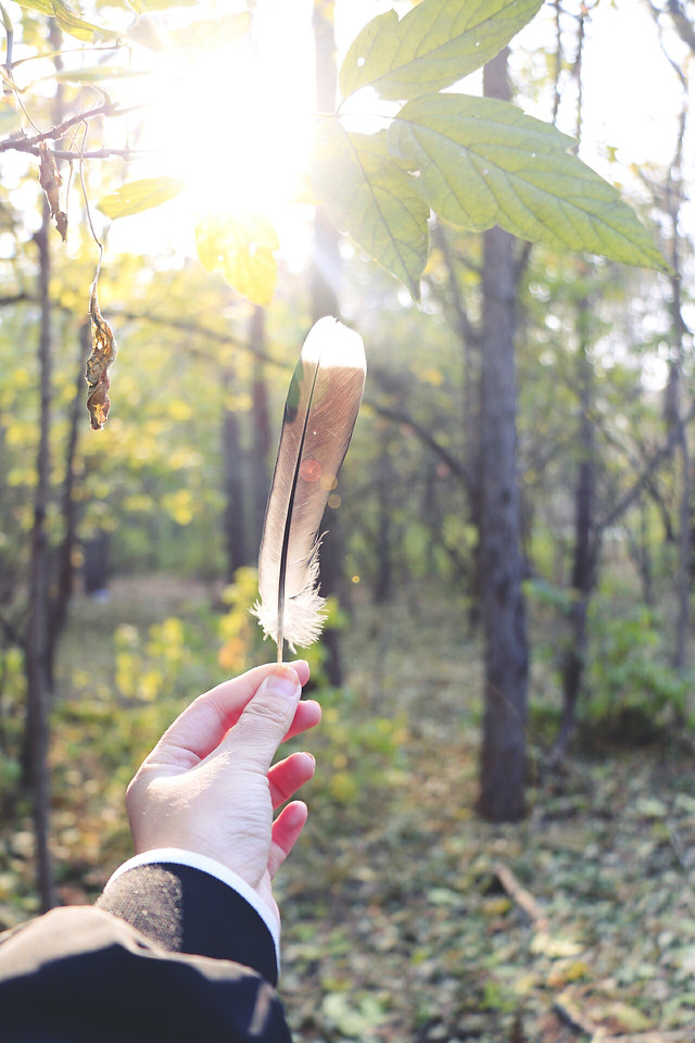 nature-wood-outdoors-leaf-tree 图片素材