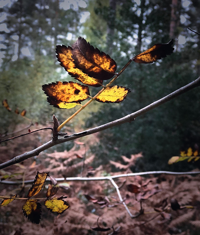 fall-nature-outdoors-leaf-no-person 图片素材