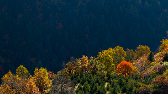 no-person-tree-landscape-nature-outdoors 图片素材