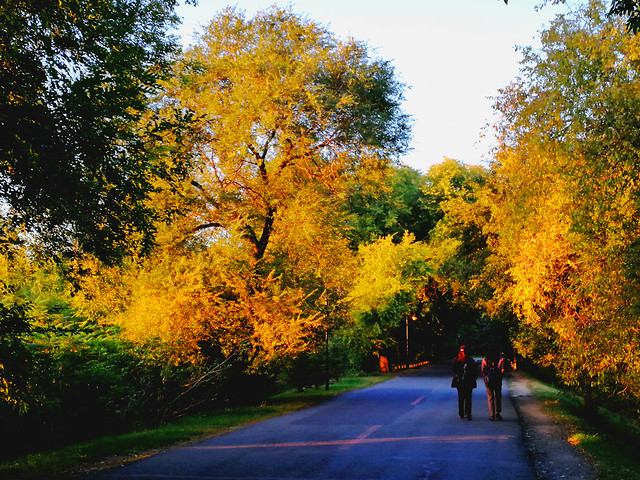 fall-leaf-tree-wood-road picture material