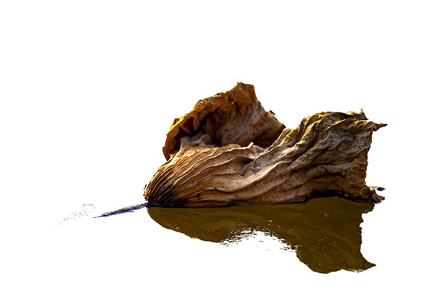 no-person-nature-food-leaf-fall picture material