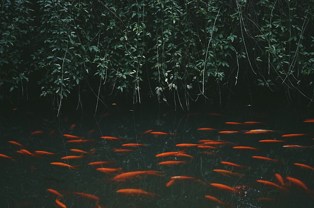 fish-water-no-person-underwater-nature 图片素材