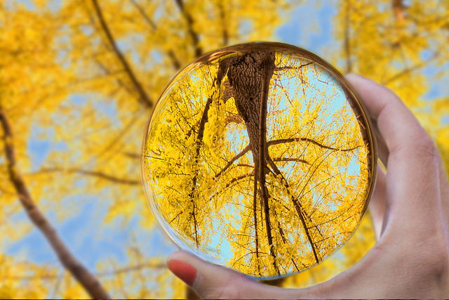 fall-nature-leaf-gold-wood 图片素材