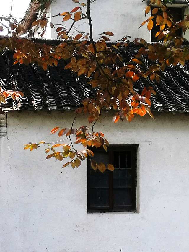 no-person-house-fall-outdoors-leaf 图片素材