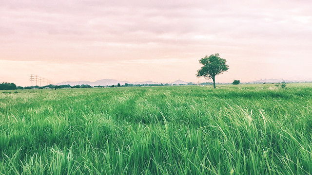 field-grass-sky-pasture-farm 图片素材