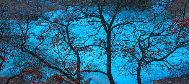 tree-no-person-wood-branch-landscape 图片素材