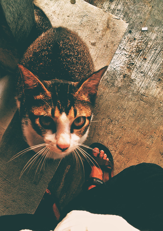 cat-mammal-one-portrait-cute 图片素材