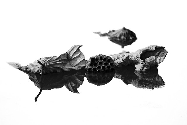 no-person-nature-medicine-desktop-black-and-white 图片素材