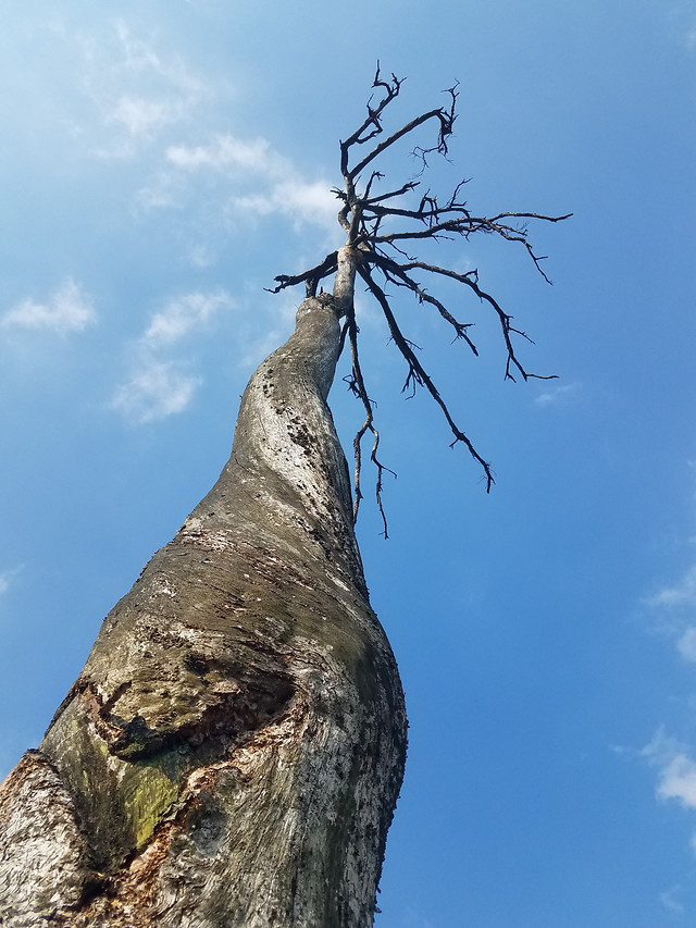 no-person-nature-sky-outdoors-tree 图片素材