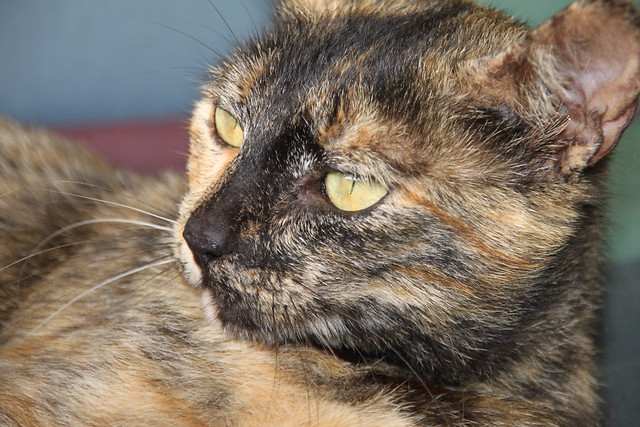 cat-mammal-pet-animal-cute 图片素材