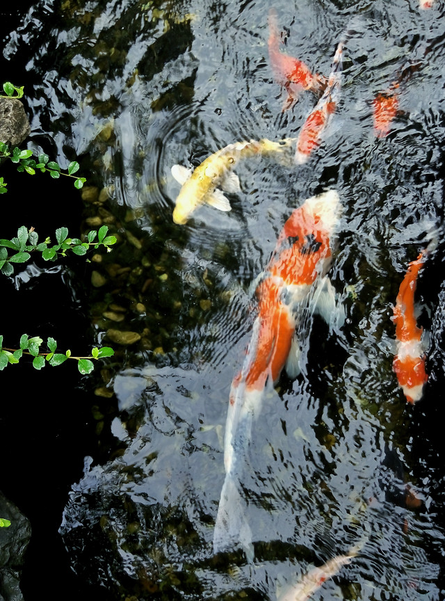 water-nature-no-person-outdoors-pool picture material