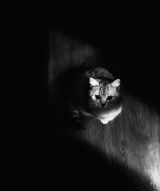 cat-portrait-monochrome-one-eye picture material