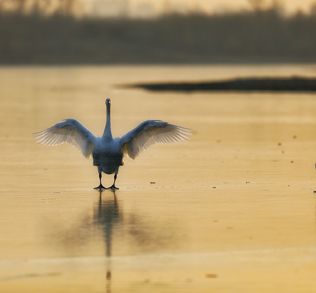 bird-wildlife-water-heron-lake picture material