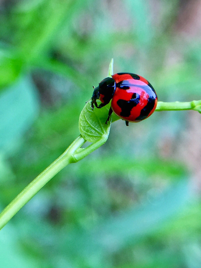 insect-ladybug-nature-beetle-leaf 图片素材
