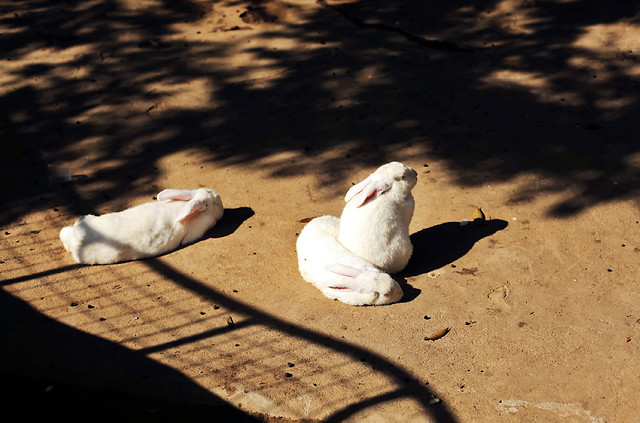 beach-sand-no-person-dog-animal 图片素材