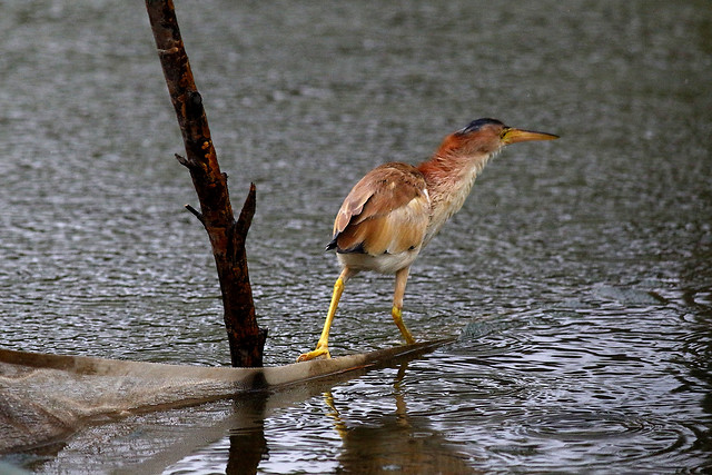 bird-water-wildlife-beak-heron picture material