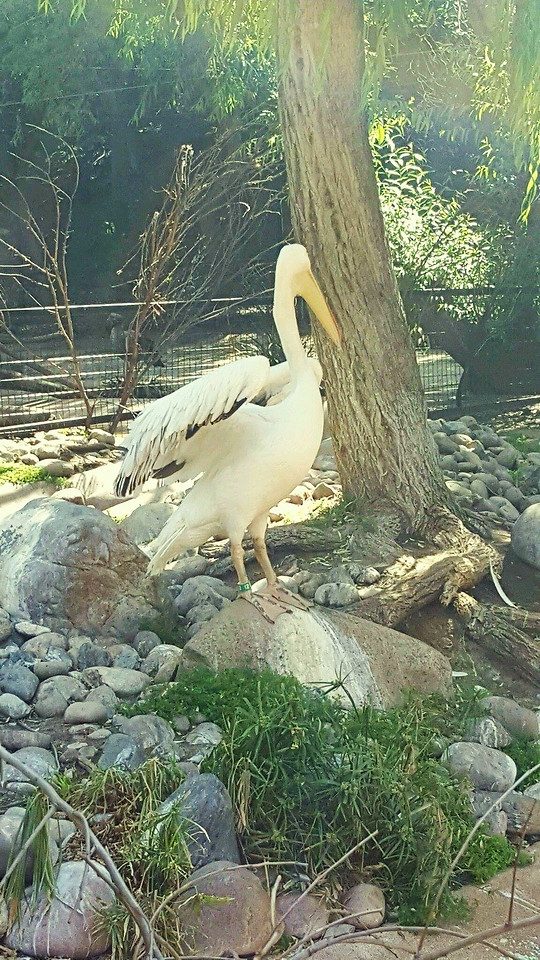 nature-bird-water-no-person-wildlife 图片素材