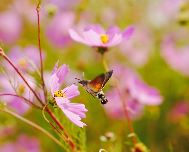 nature-flower-bee-insect-summer picture material