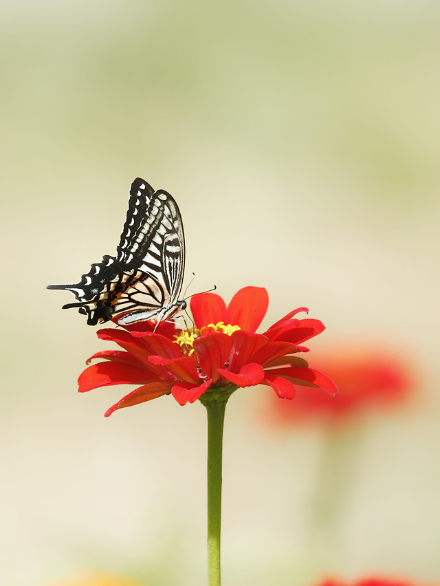 butterfly-nature-summer-flower-insect 图片素材