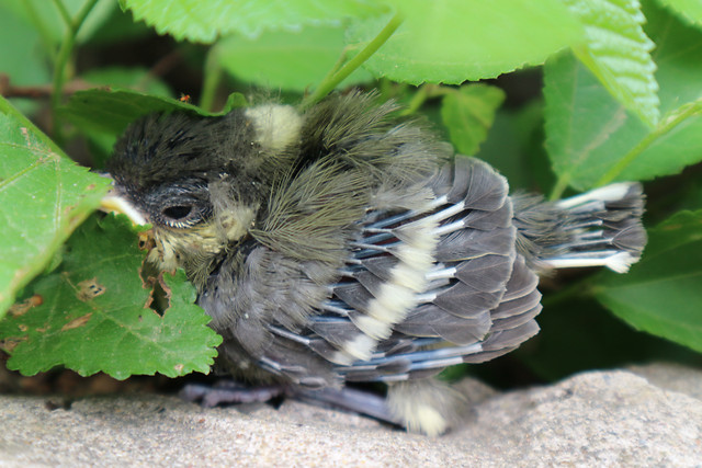 nature-bird-wildlife-animal-little 图片素材