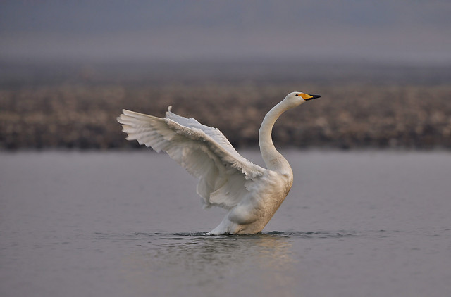 bird-water-swan-no-person-lake 图片素材
