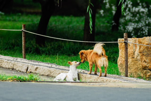 grass-animal-mammal-nature-fence picture material