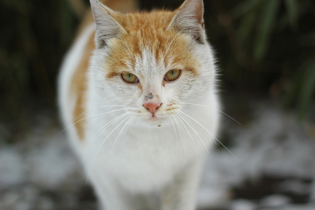 cat-nature-cute-animal-whiskers 图片素材