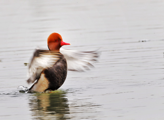 bird-duck-waterfowl-wildlife-lake picture material