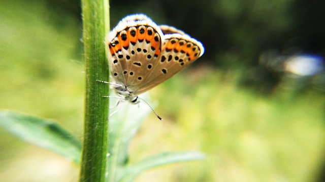 insect-nature-butterfly-outdoors-lycaenid picture material