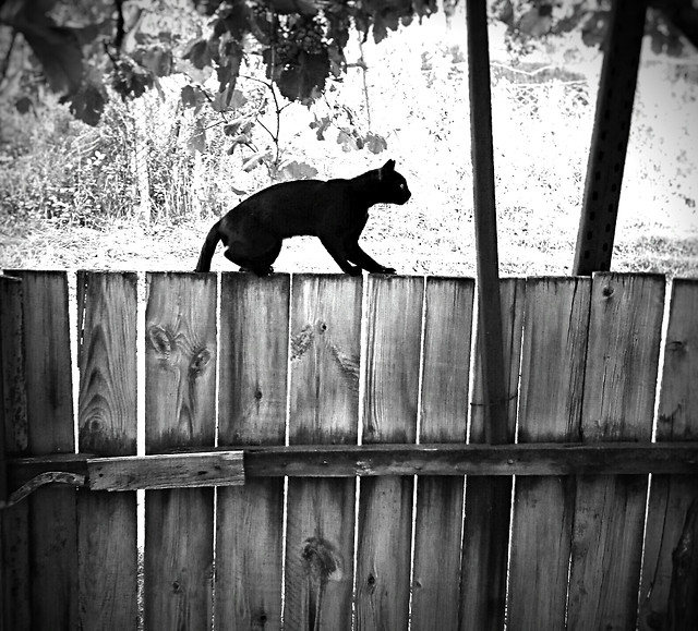 fence-wood-dog-mammal-no-person picture material