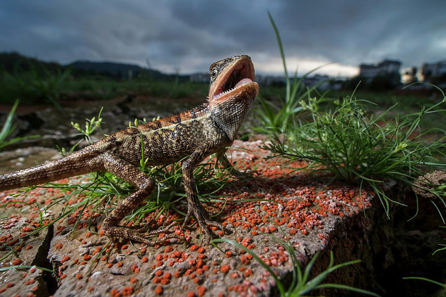 lizard-reptile-nature-animal-wildlife picture material