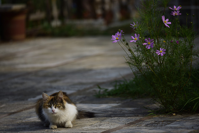 no-person-cat-nature-outdoors-flower picture material