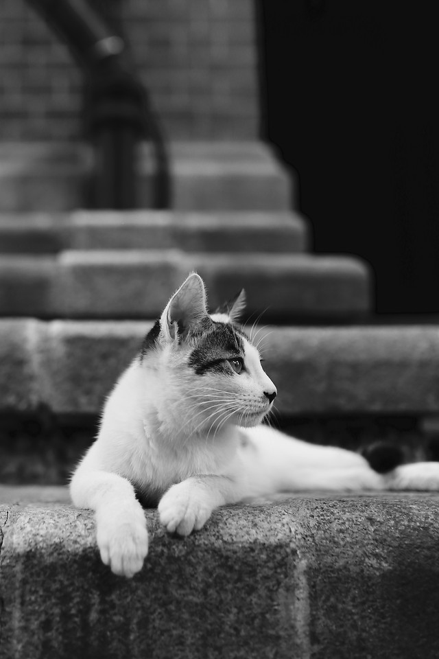 cat-portrait-no-person-mammal-animal picture material