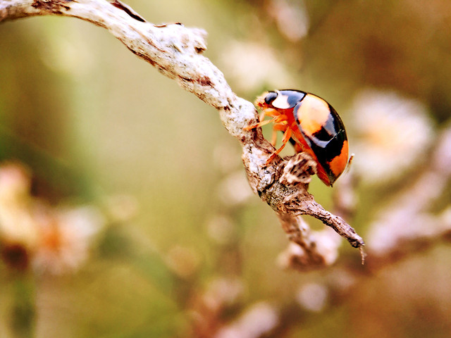 insect-ladybug-beetle-nature-wildlife 图片素材