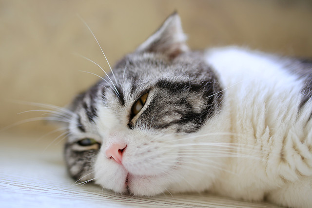 animal-cat-pet-cute-fur 图片素材