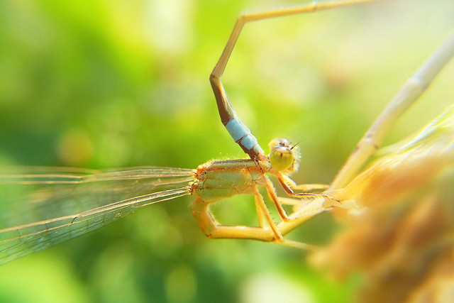 nature-no-person-insect-wildlife-outdoors 图片素材