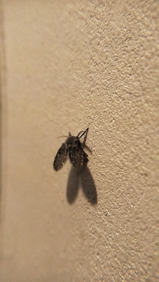 insect-invertebrate-fly-wildlife-no-person 图片素材