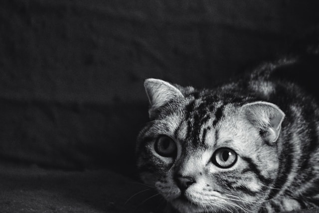 cat picture material