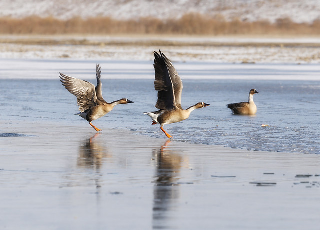 bird-waterfowl-wildlife-duck-water 图片素材