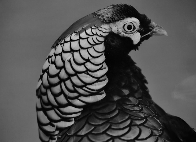 bird-portrait-wildlife-feather-animal 图片素材