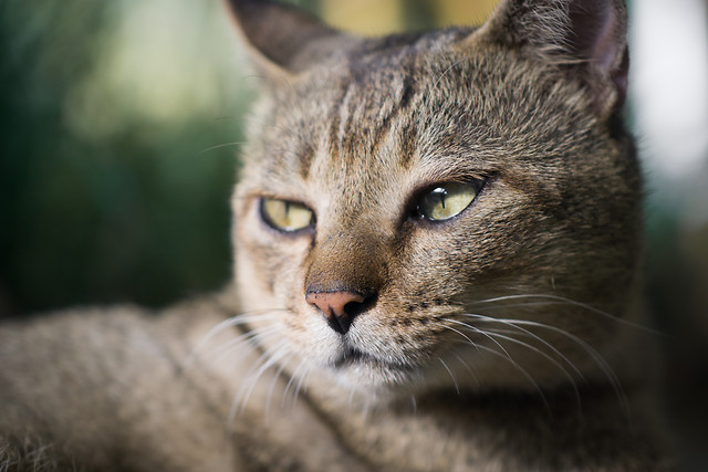 cat-animal-mammal-portrait-fur 图片素材