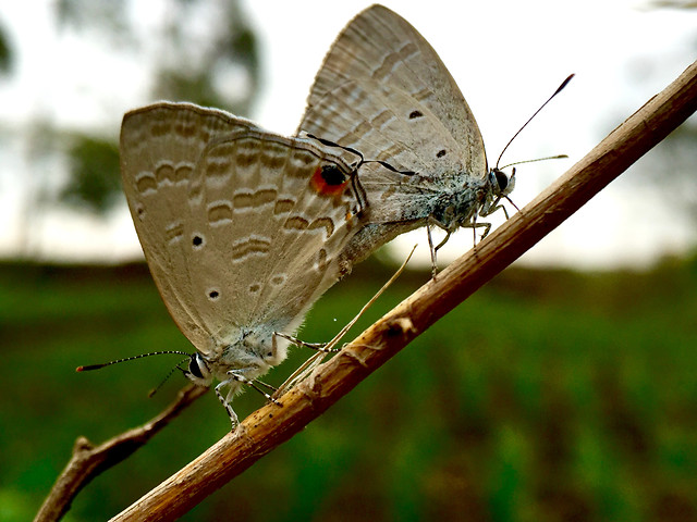 butterfly-insect-nature-antenna-wing picture material