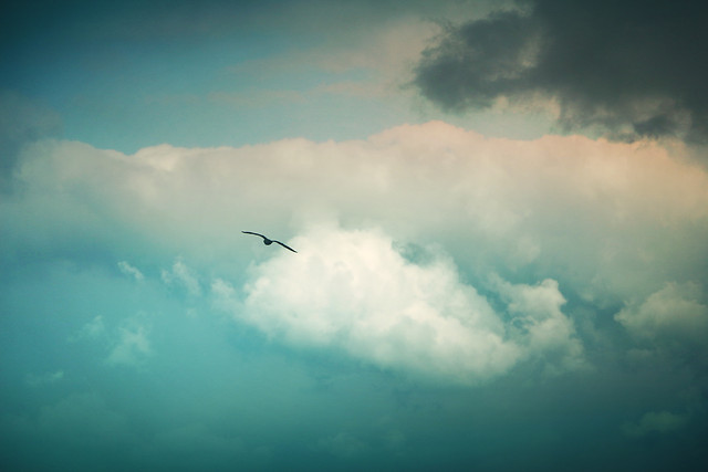 sky-airplane-flight-sunset-bird 图片素材