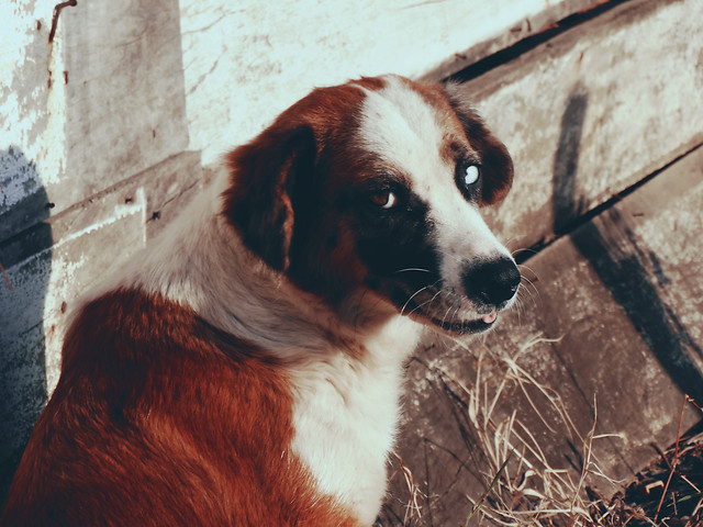 dog-mammal-canine-animal-pet 图片素材