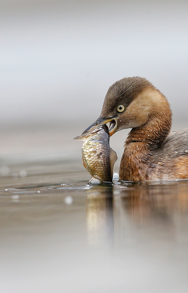 bird-duck-wildlife-no-person-animal 图片素材