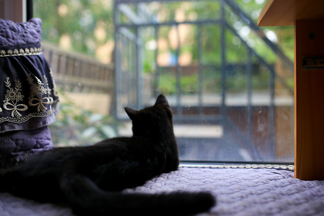 cat-window-street-portrait-mammal picture material