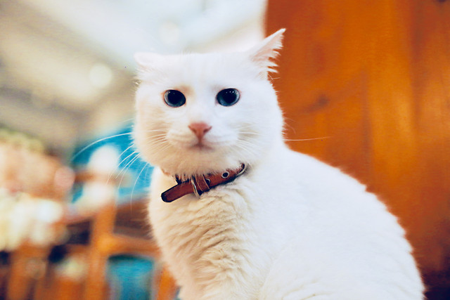 cat-cute-pet-white-whiskers 图片素材